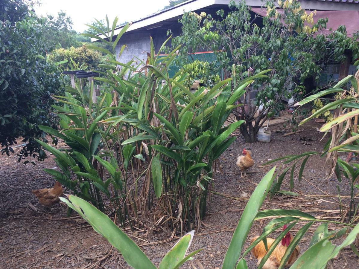 Ferienwohnung Baan Suan Plearndara Wang Nam Khiao Exterior foto